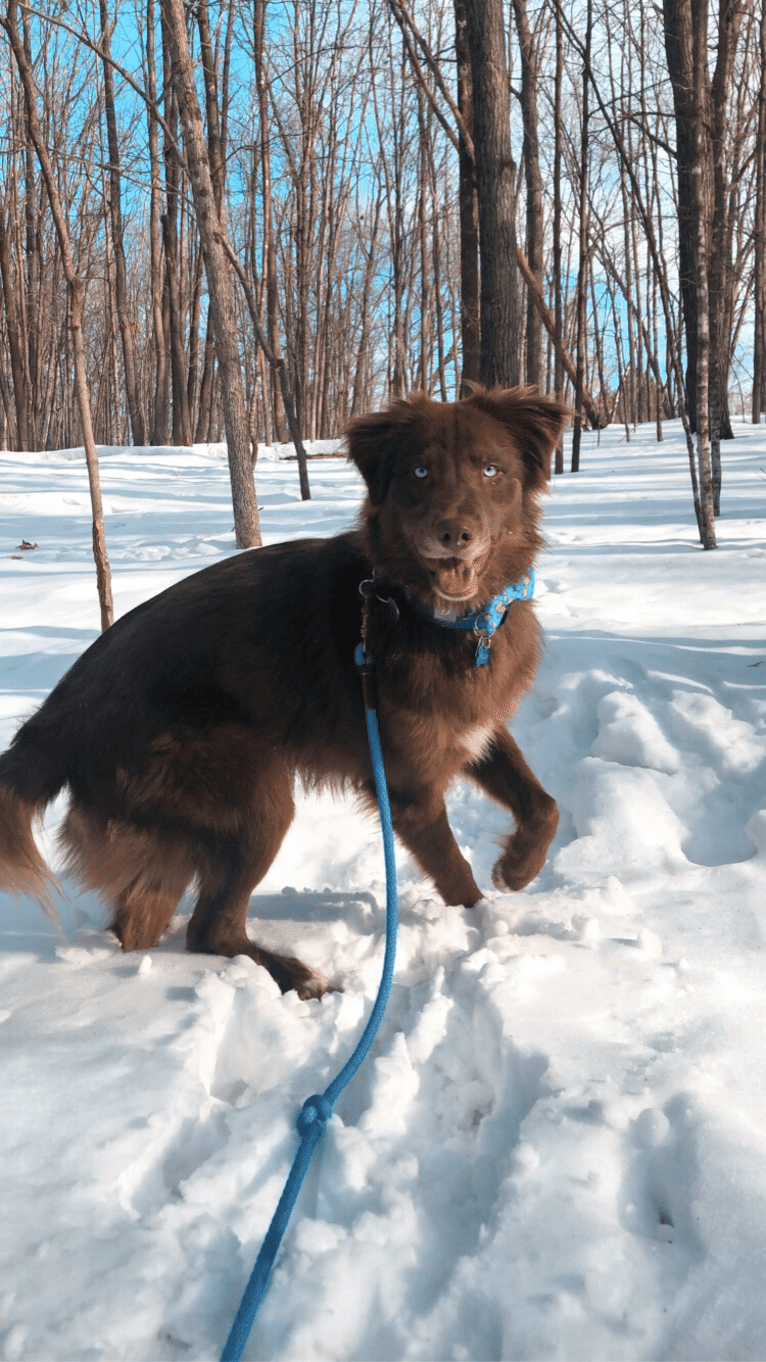 Folger, an Australian Shepherd and Siberian Husky mix tested with EmbarkVet.com