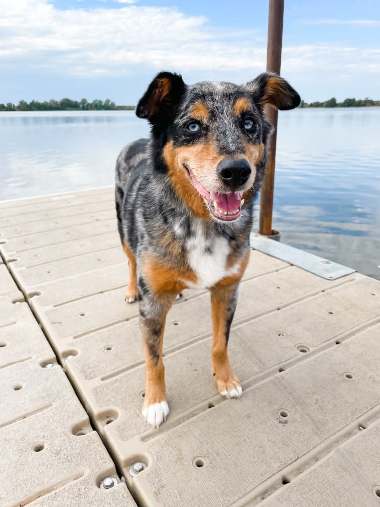 Kaydo, an Australian Shepherd and American Pit Bull Terrier mix tested with EmbarkVet.com