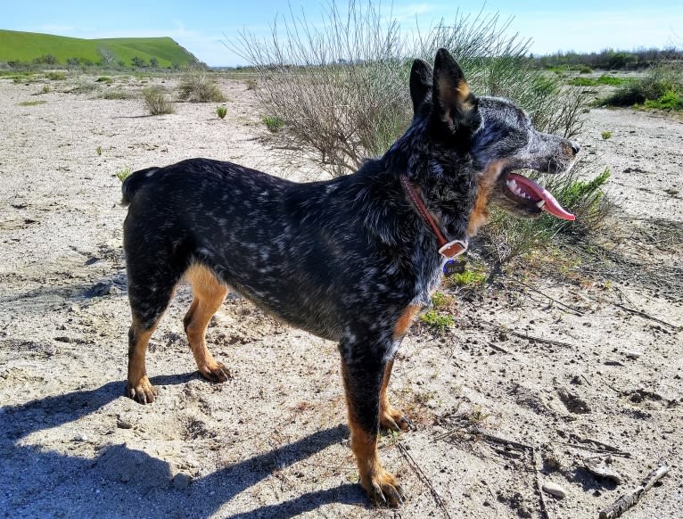 Buck (Little Monster, Little Bear), an Australian Cattle Dog tested with EmbarkVet.com