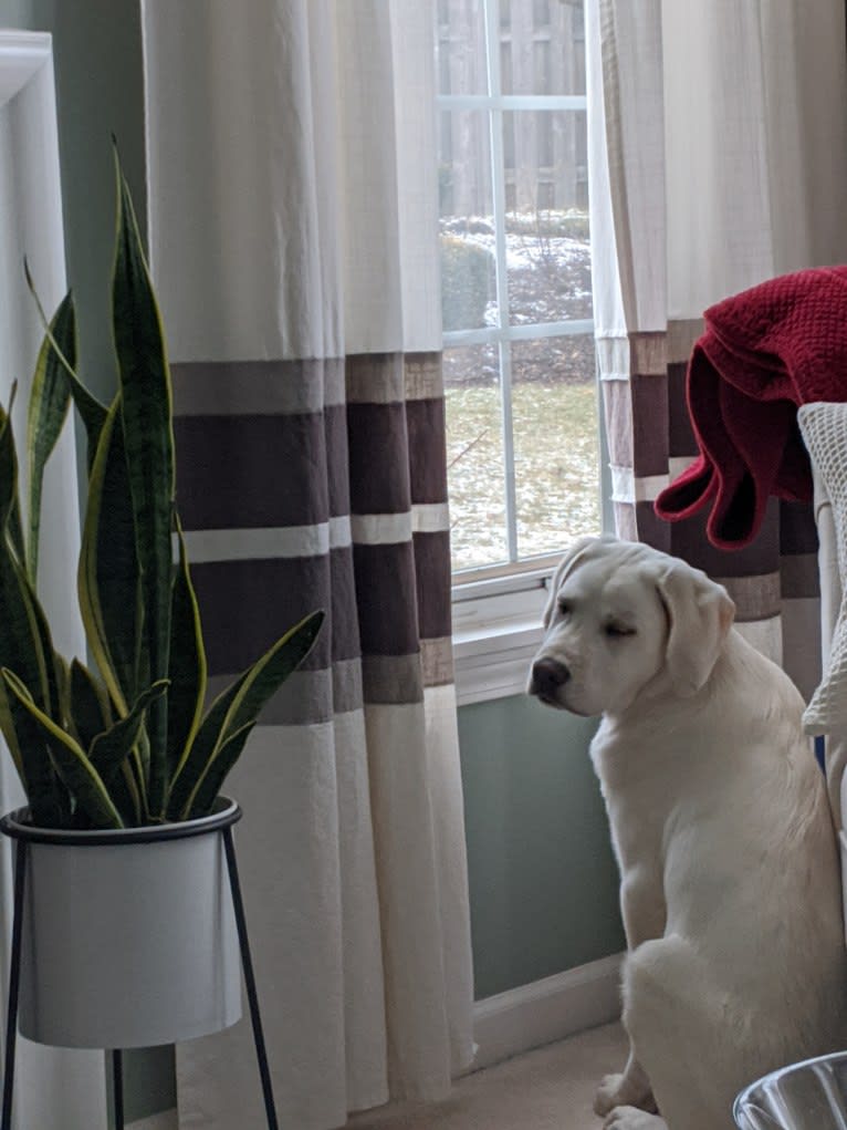 Jack Frost, a Great Pyrenees and Labrador Retriever mix tested with EmbarkVet.com