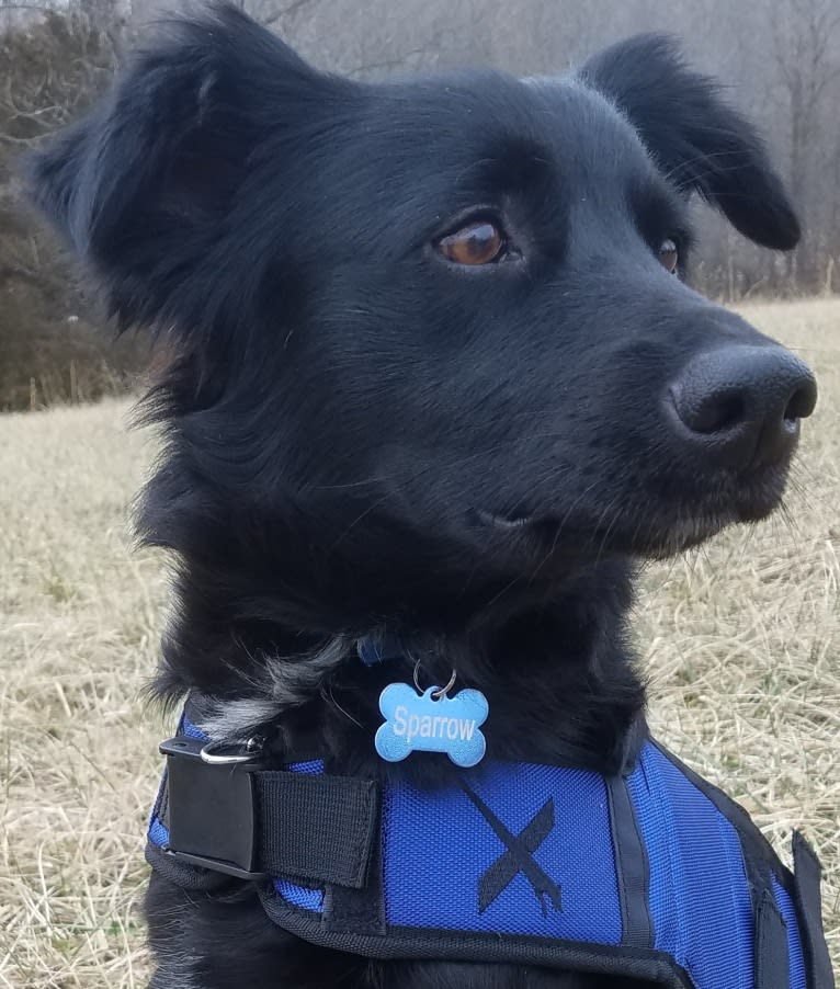 Sparrow, a Labrador Retriever and Border Collie mix tested with EmbarkVet.com