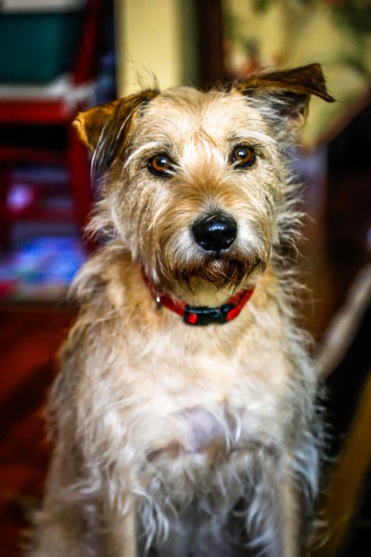 Mickey, a Miniature Schnauzer and Boston Terrier mix tested with EmbarkVet.com