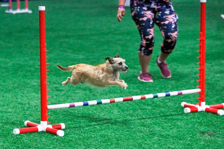 Cherry, a Chihuahua and Miniature Schnauzer mix tested with EmbarkVet.com