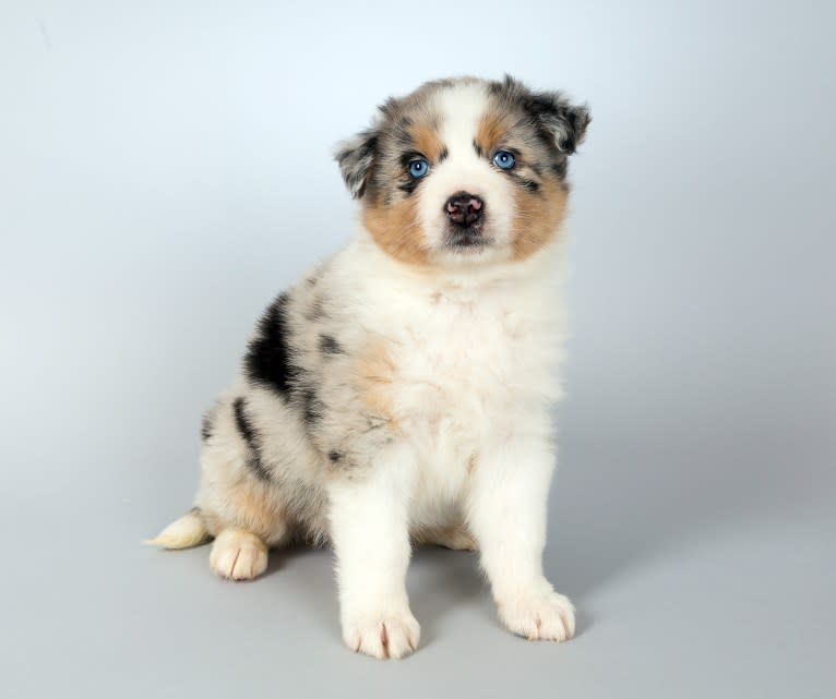 Amara, an Australian Shepherd tested with EmbarkVet.com