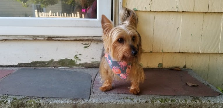 Eden, a Silky Terrier tested with EmbarkVet.com