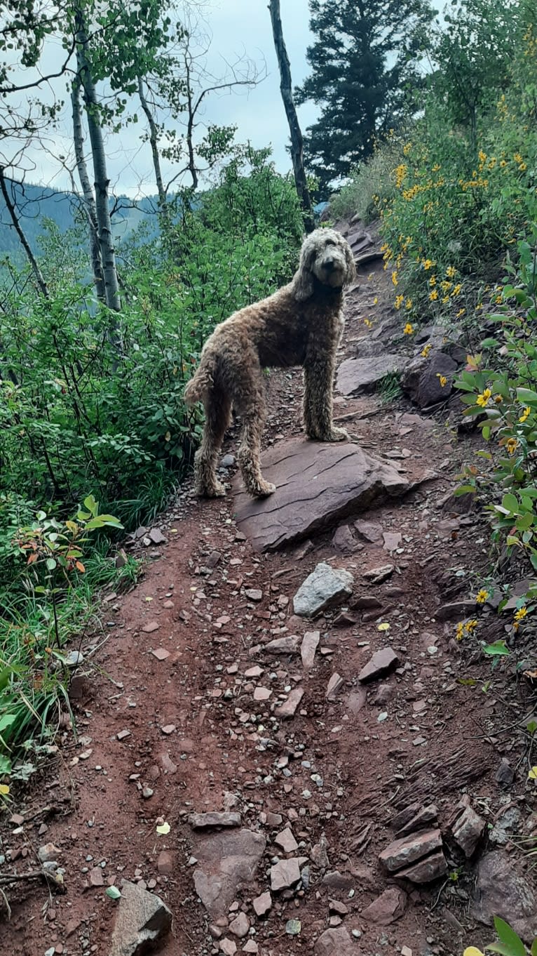 Ozzie, a Poodle (Standard) and Irish Setter mix tested with EmbarkVet.com