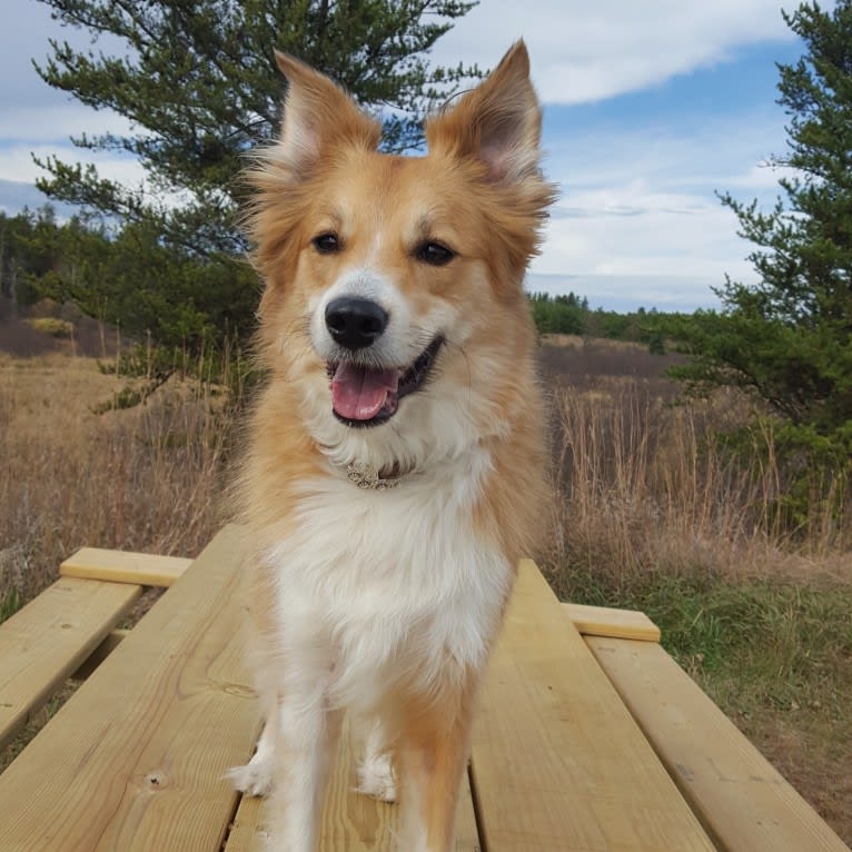 Nakia, an English Shepherd tested with EmbarkVet.com