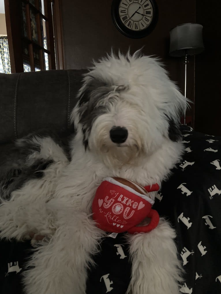 Indy, an Old English Sheepdog tested with EmbarkVet.com