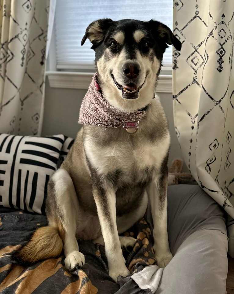 Keira, an Alaskan Malamute and Siberian Husky mix tested with EmbarkVet.com