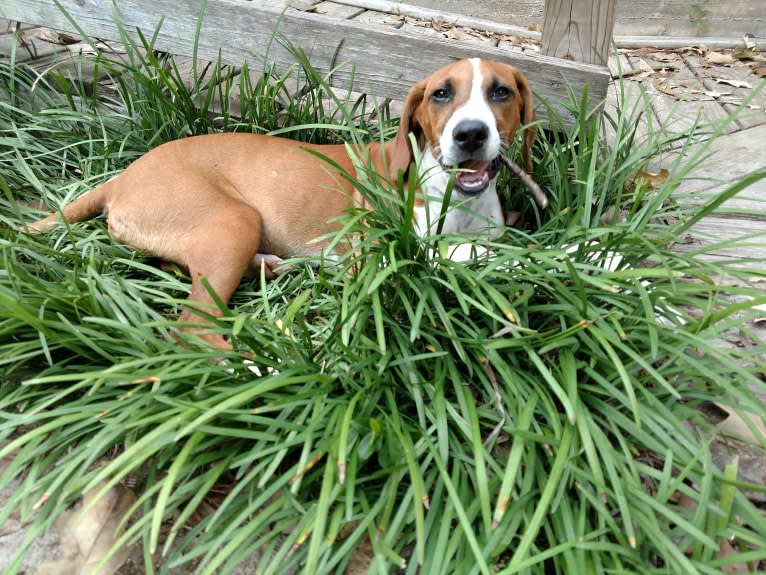 Dakota, a Rat Terrier and Russell-type Terrier mix tested with EmbarkVet.com