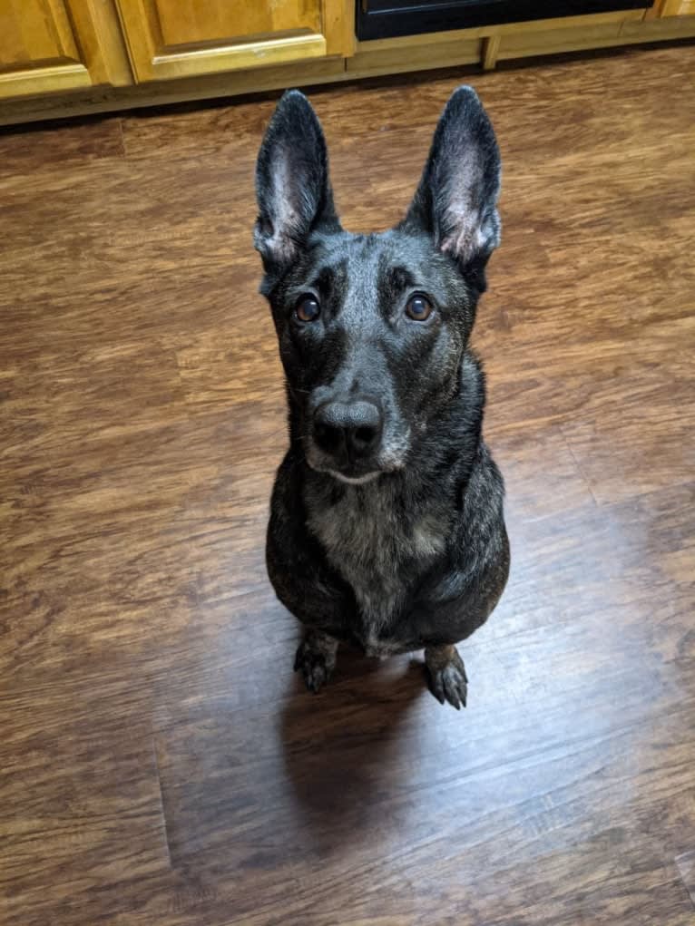 Mako, a Dutch Shepherd tested with EmbarkVet.com