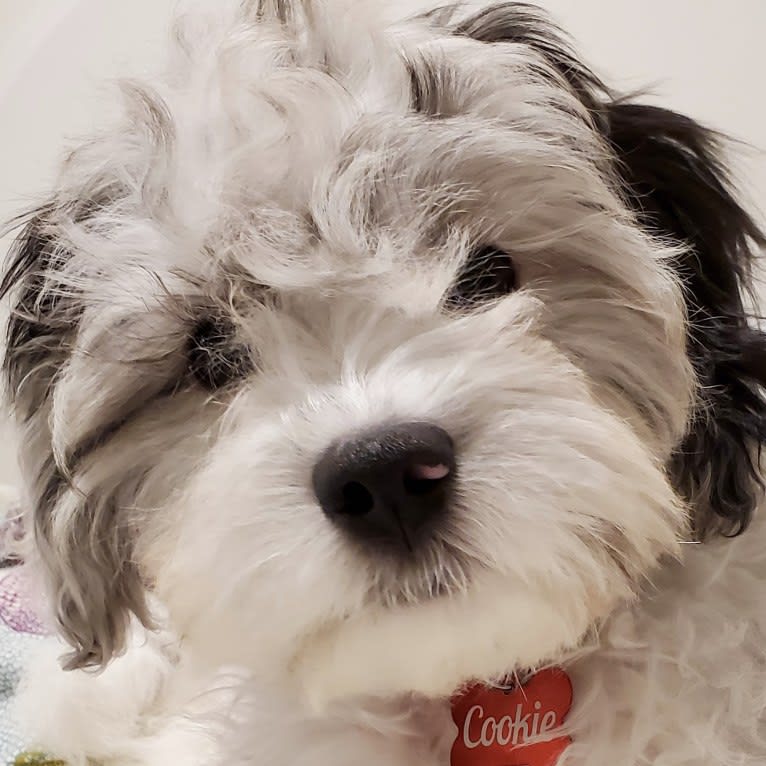 Cookie, a Poodle (Small) and Cocker Spaniel mix tested with EmbarkVet.com