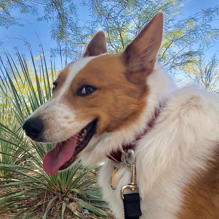 Odin, a Collie and Australian Cattle Dog mix tested with EmbarkVet.com