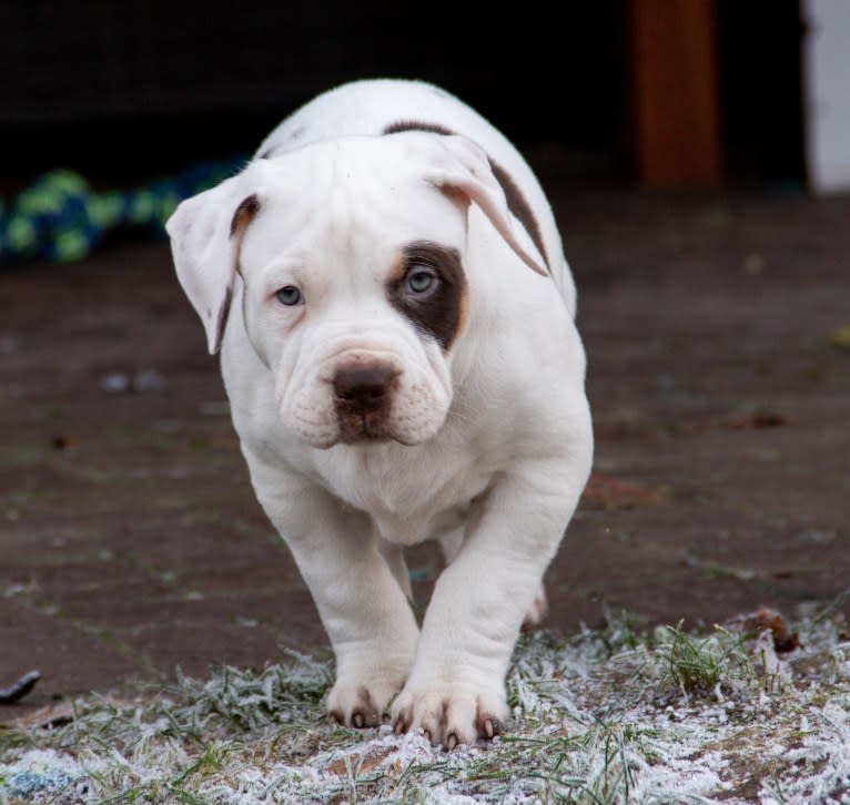 POLAR, an American Bully tested with EmbarkVet.com