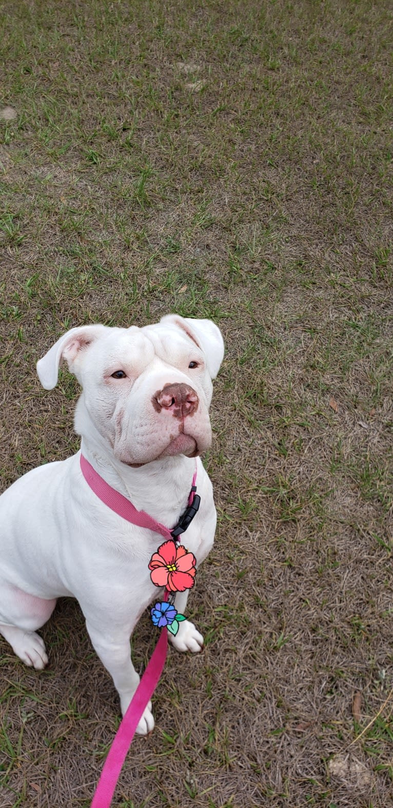 Storm, an American Bulldog tested with EmbarkVet.com