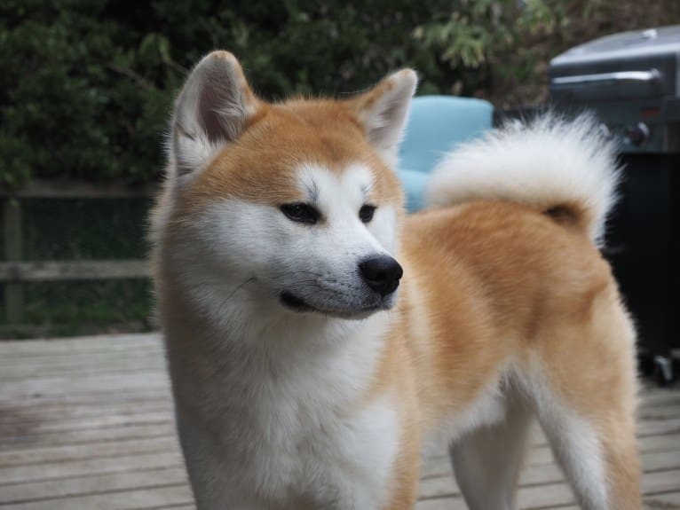 Taiyo, an Akita Inu tested with EmbarkVet.com