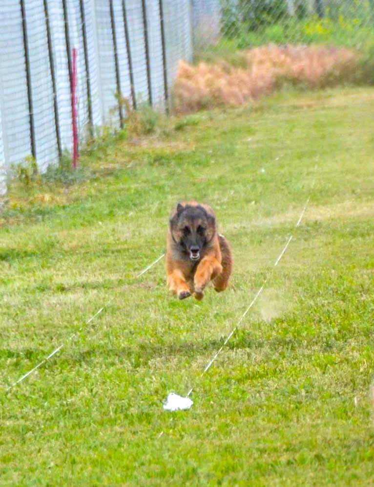 Brekka, a Belgian Shepherd tested with EmbarkVet.com