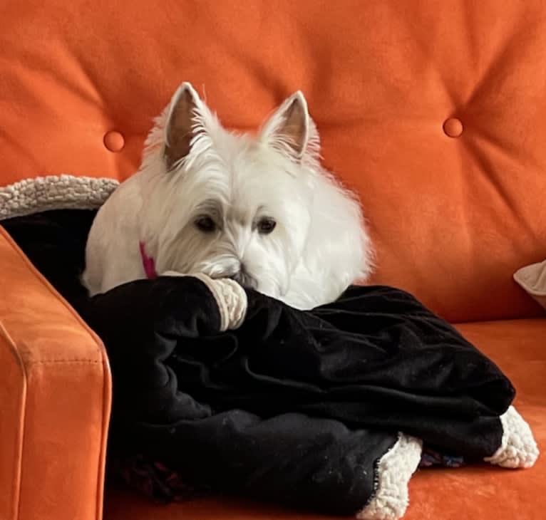 Skye, a West Highland White Terrier tested with EmbarkVet.com