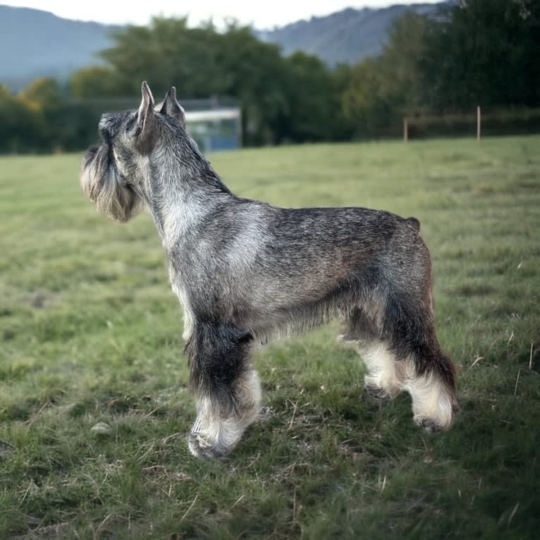 Hugo, a Standard Schnauzer tested with EmbarkVet.com