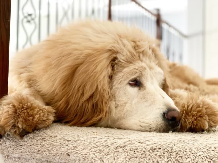 Nala, a Tibetan Mastiff tested with EmbarkVet.com