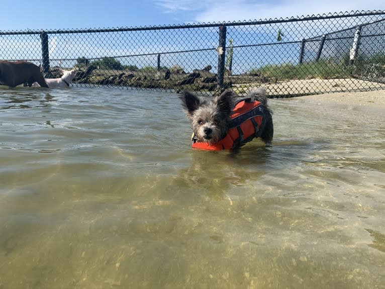 Jack, a Chihuahua and Maltese mix tested with EmbarkVet.com