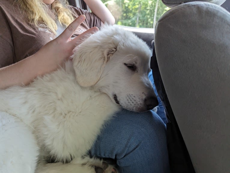 Valiant, a Great Pyrenees tested with EmbarkVet.com