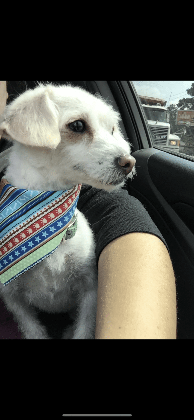 Bella, a Poodle (Small) and Chihuahua mix tested with EmbarkVet.com