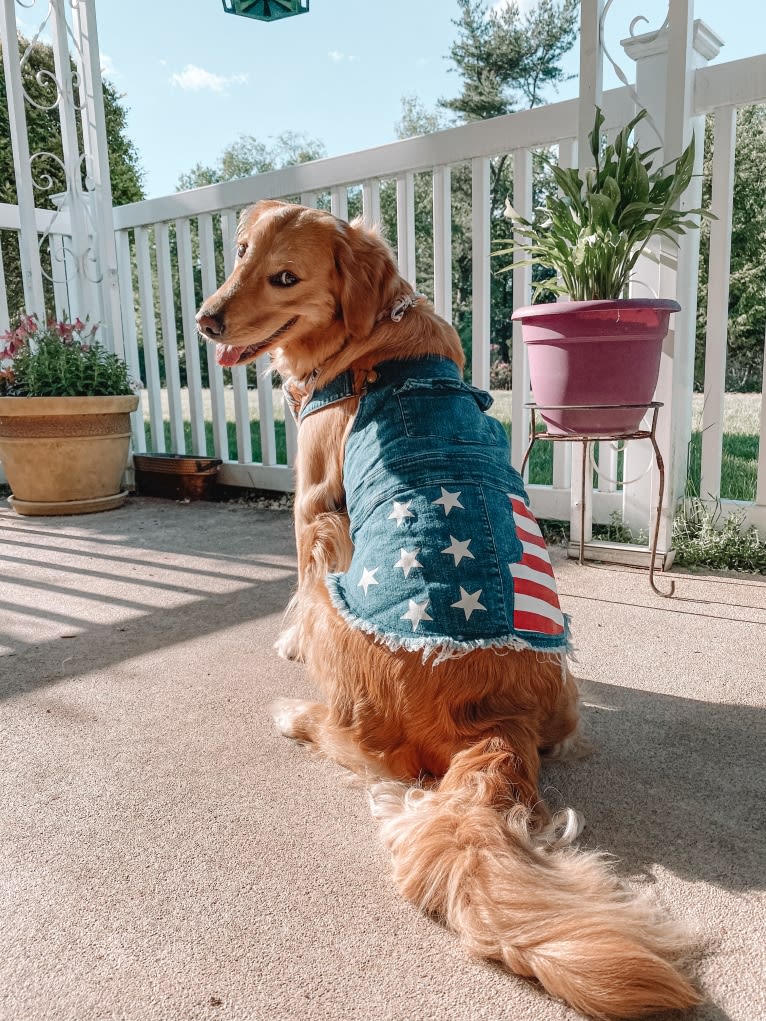 Marley, a Golden Retriever tested with EmbarkVet.com