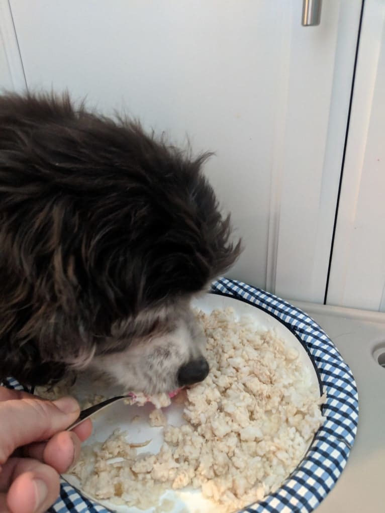 JD, a Cocker Spaniel and Lhasa Apso mix tested with EmbarkVet.com