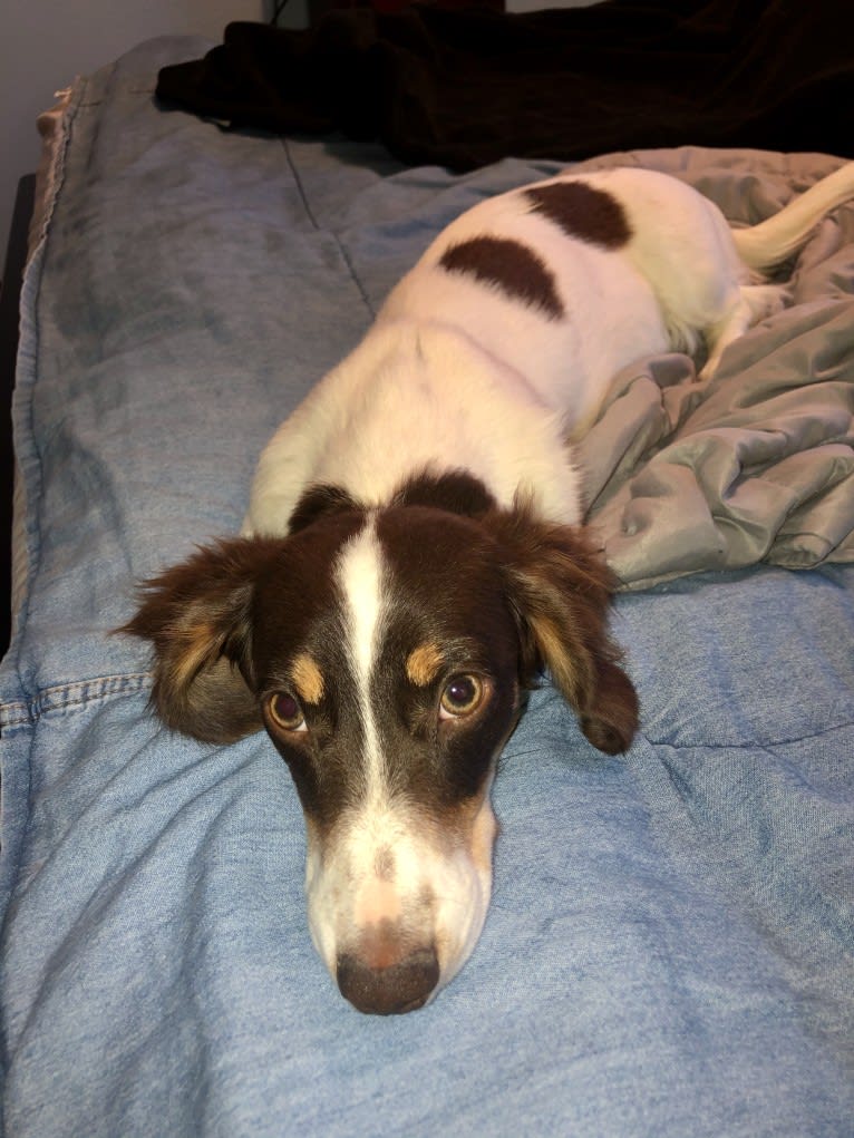 Desea, a Dachshund tested with EmbarkVet.com