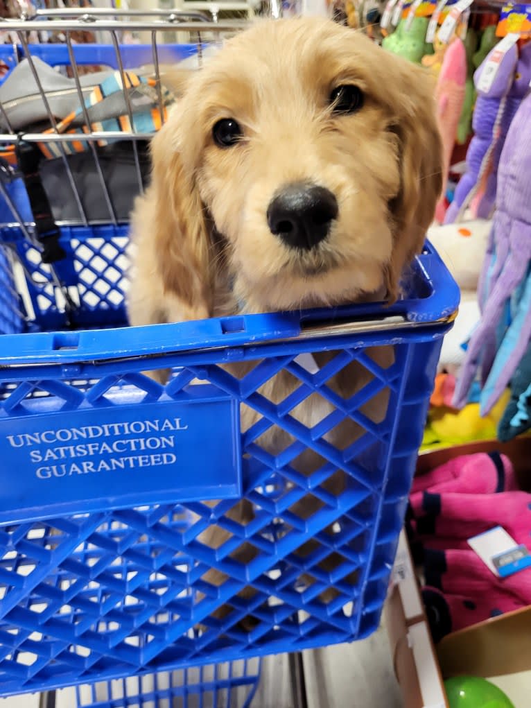 Tobias Lincoln, a Goldendoodle tested with EmbarkVet.com