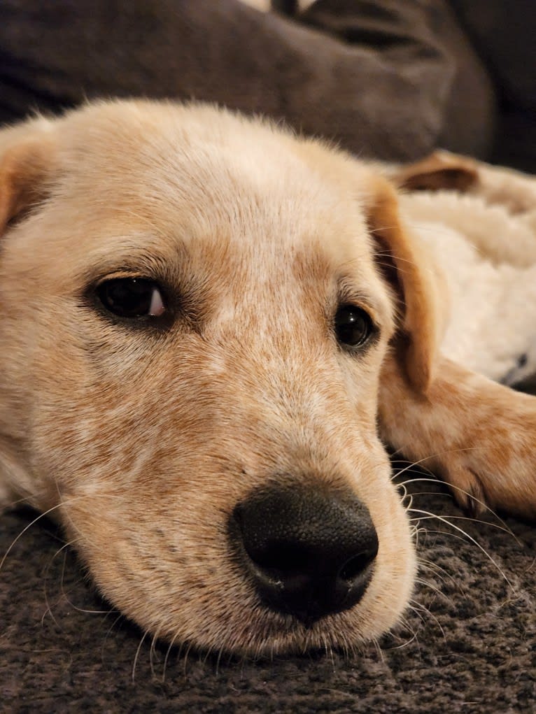 Luigi, an Australian Cattle Dog and Chihuahua mix tested with EmbarkVet.com