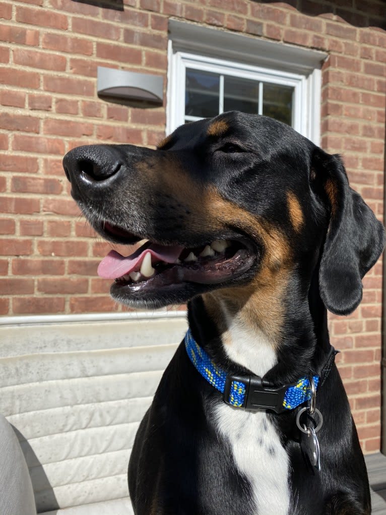 Andy, a Treeing Walker Coonhound and Redbone Coonhound mix tested with EmbarkVet.com