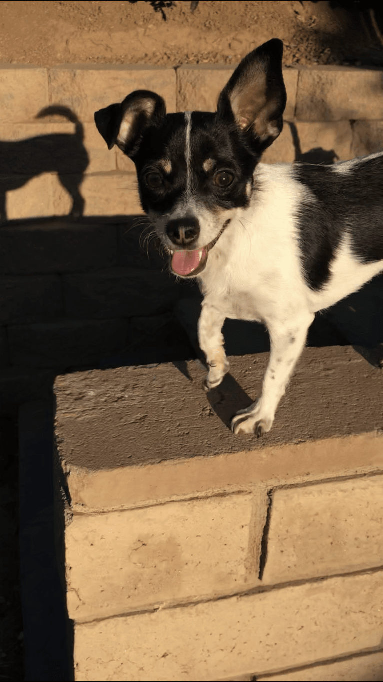 Morrigan, a Chihuahua and Poodle (Small) mix tested with EmbarkVet.com