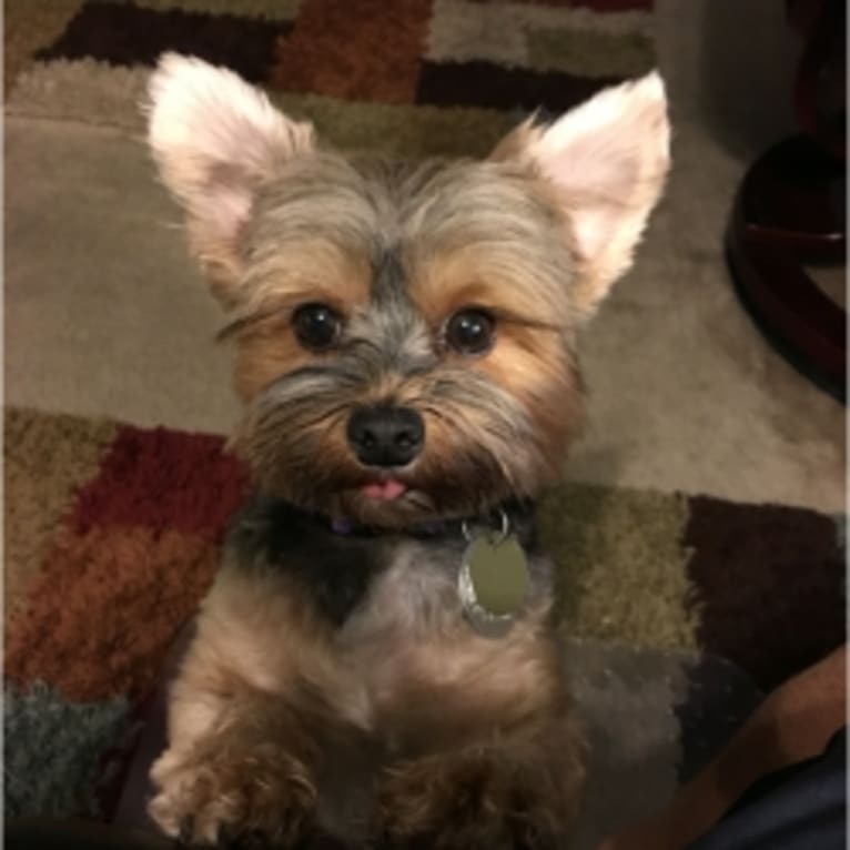 Chloe, a Yorkshire Terrier tested with EmbarkVet.com