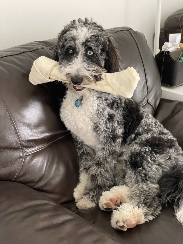 Obi1, an Aussiedoodle (6.3% unresolved) tested with EmbarkVet.com