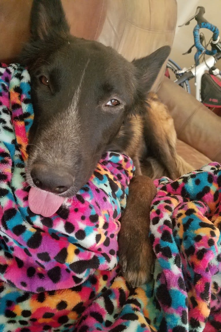 Phoenix, a Belgian Shepherd tested with EmbarkVet.com