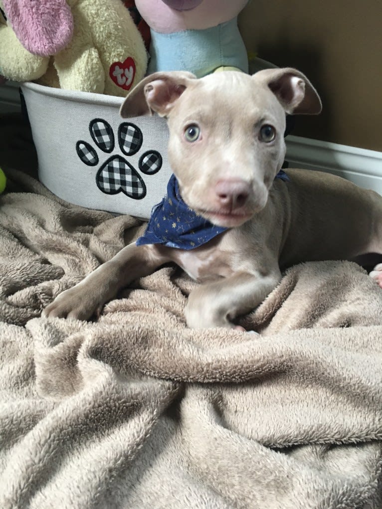 Mira, an American Pit Bull Terrier and American Bulldog mix tested with EmbarkVet.com