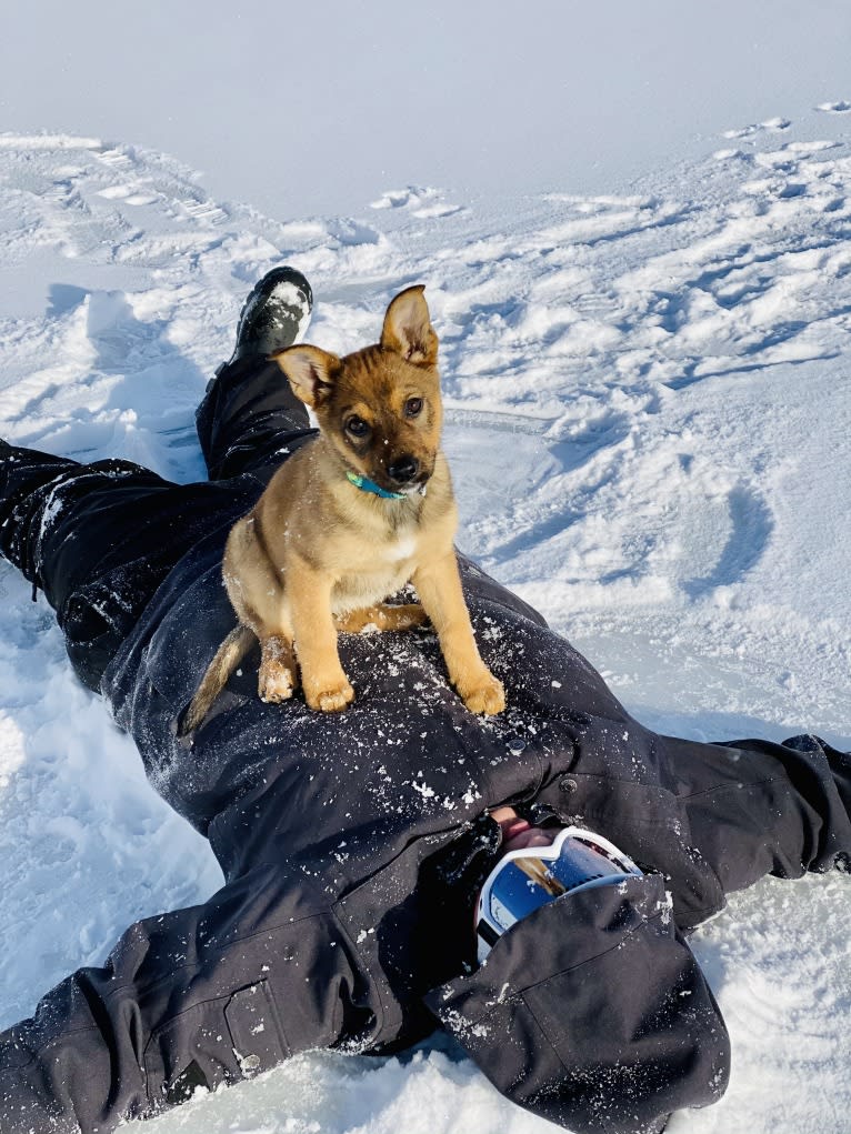 Alemã, a German Shepherd Dog and Australian Cattle Dog mix tested with EmbarkVet.com