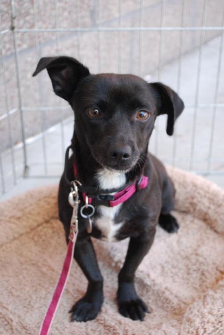 Hazel, a Chihuahua and Poodle (Small) mix tested with EmbarkVet.com