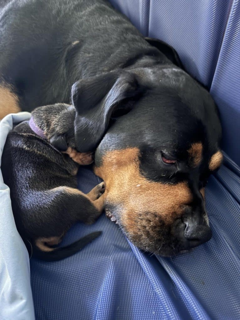 Abi, a Rottweiler and Boxer mix tested with EmbarkVet.com