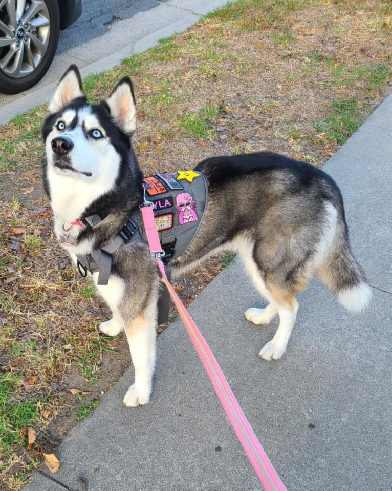 Teyla, a Siberian Husky tested with EmbarkVet.com