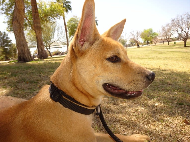 Bean, a Chow Chow and Chihuahua mix tested with EmbarkVet.com