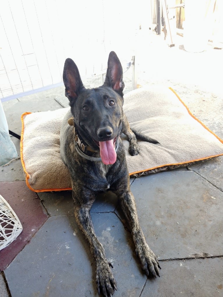 Mako, a Dutch Shepherd tested with EmbarkVet.com