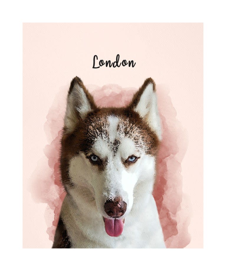 London, a Siberian Husky tested with EmbarkVet.com