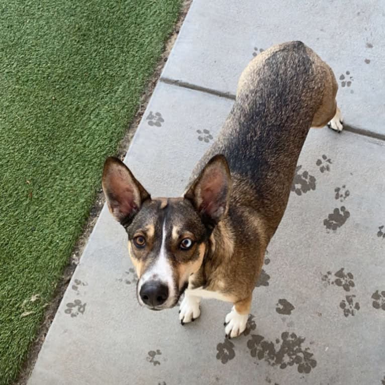 Nellie, a Doberman Pinscher and Siberian Husky mix tested with EmbarkVet.com