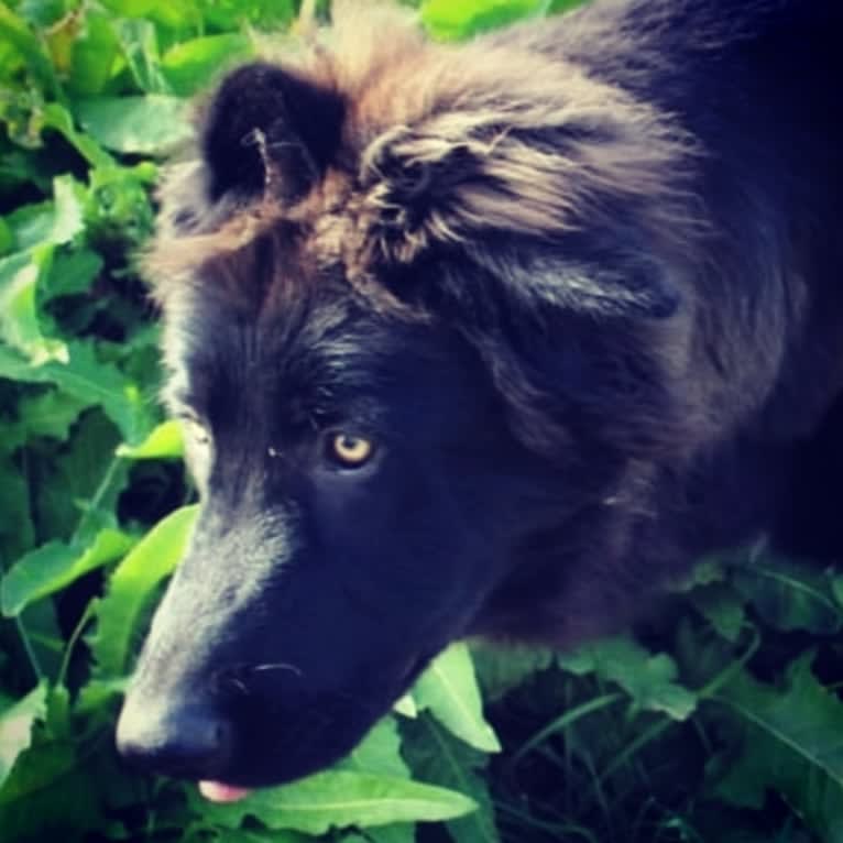 Jaromir, a German Shepherd Dog tested with EmbarkVet.com