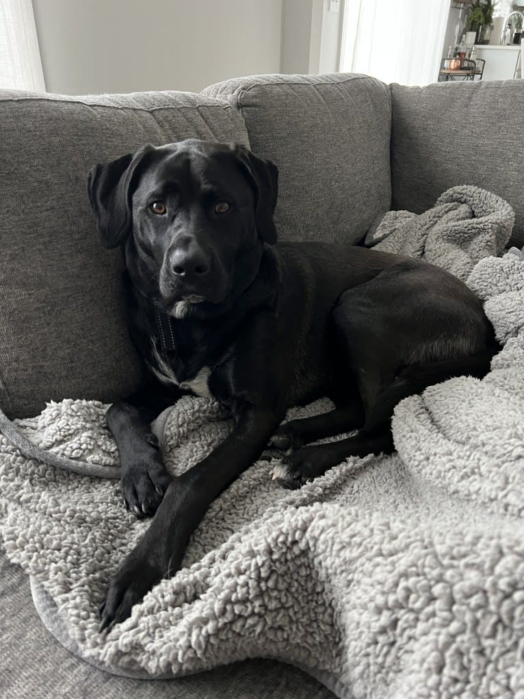 Remi, a Newfoundland and American Pit Bull Terrier mix tested with EmbarkVet.com