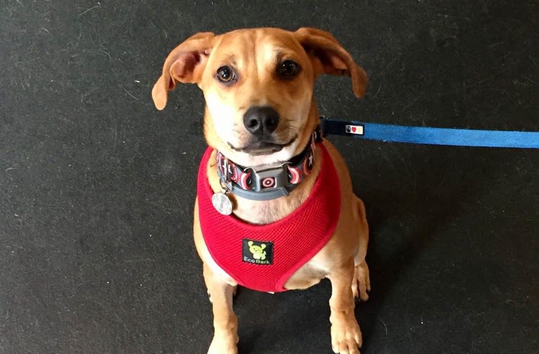 Steve, a Mountain Cur and Chihuahua mix tested with EmbarkVet.com