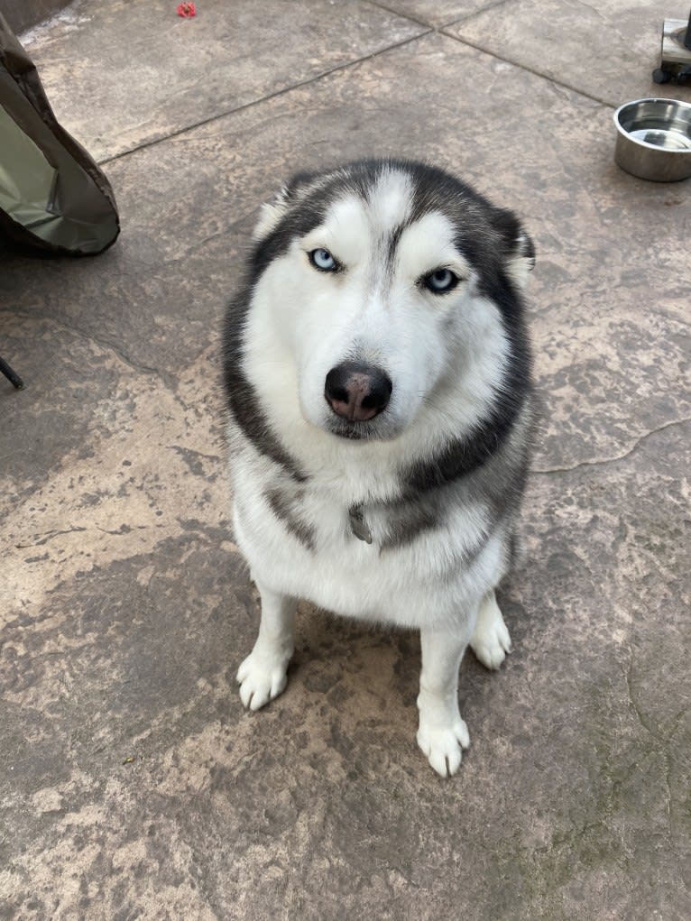 Gus, a Siberian Husky and Alaskan Malamute mix tested with EmbarkVet.com